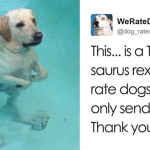 Times People Failed To Send Dog Pics To We Rate Dogs Twitter