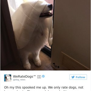 Times People Failed To Send Dog Pics To We Rate Dogs Twitter10