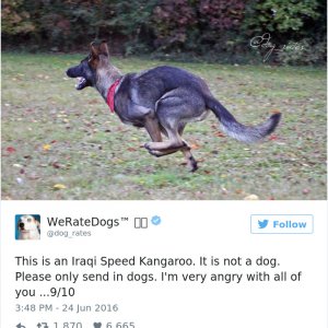 Times People Failed To Send Dog Pics To We Rate Dogs Twitter12