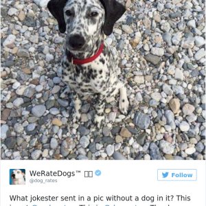 Times People Failed To Send Dog Pics To We Rate Dogs Twitter21