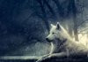 What Animal Will you become when you die?