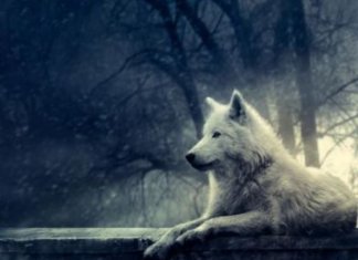 What Animal Will you become when you die?