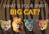 Which Big Cat Is Your Spirit Animal?