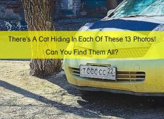 There’s A Cat Hiding In Each Of These 13 Photos! Can You Find Them All?
