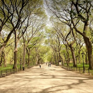 Central Park