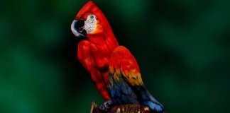 Did This Optical Illusion Trip You Up?