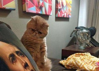 Funny animal picture dump (24 photos)