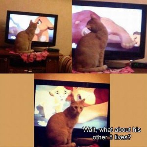 FUNNY ANIMAL PICTURE DUMP7