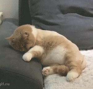 Funny gif with CAT (1)