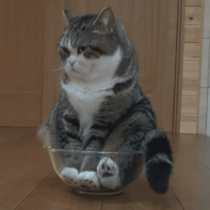 Funny gif with CAT (10)