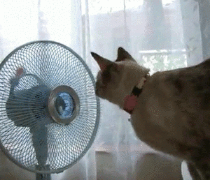 Funny gif with CAT (12)