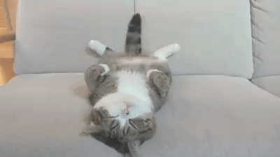 [Image: Funny-gif-with-CAT-15.gif]