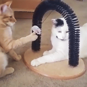 Funny gif with CAT (2)