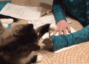 Funny gif with CAT (23)