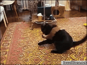 Funny gif with CAT (25)