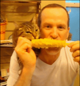 Funny gif with CAT (27)