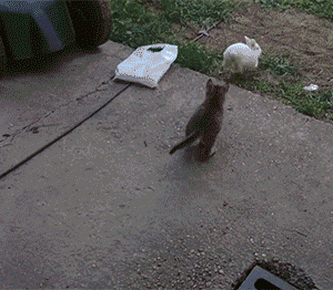 Funny gif with CAT (3)