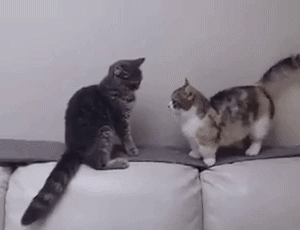 Funny gif with CAT (30)