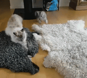 Funny gif with CAT (4)