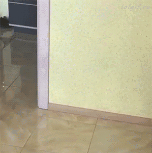 Funny gif with CAT (5)