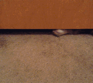 Funny gif with CAT (6)