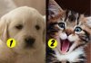 We Can Guess If You’re A Dog Or Cat Person Based On Your Lifestyle