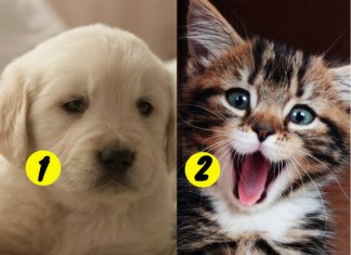 We Can Guess If You’re A Dog Or Cat Person Based On Your Lifestyle