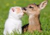 Which Quirky Animal Couple Are You and Your Partner?