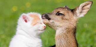 Which Quirky Animal Couple Are You and Your Partner?