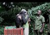 Watch and Relax. Wild Animals Showing Their Love to Human part 2
