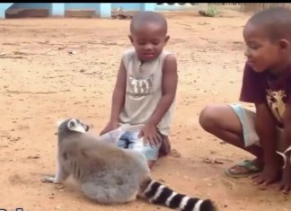 Watch and Relax. Wild Animals Showing Their Love to Human part 3