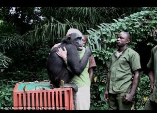 Watch and Relax. Wild Animals Showing Their Love to Human part 2
