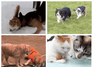 Funny videos that will make you laugh