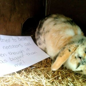 pets-shaming-9