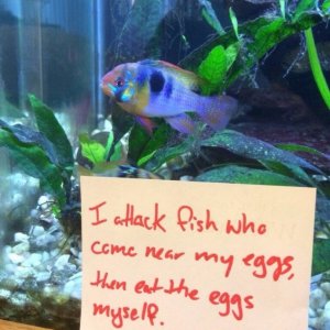 pets-shaming-10