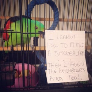 pets-shaming-12