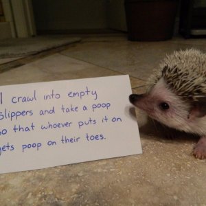 pets-shaming-7