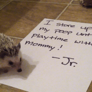 pets-shaming-24