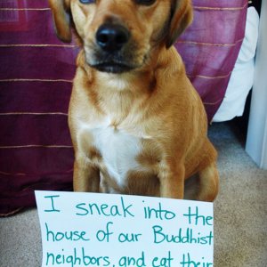 The Funniest Dog Shaming Photos (1)