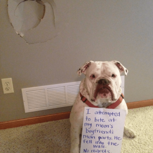 The Funniest Dog Shaming Photos (1)