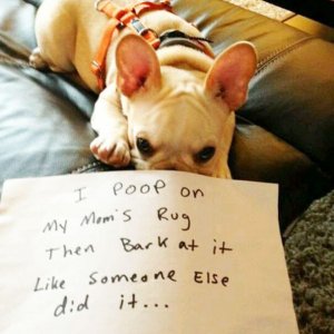 The Funniest Dog Shaming Photos (10)