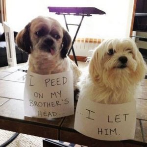 The Funniest Dog Shaming Photos (13)