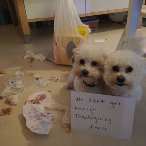 The Funniest Dog Shaming Photos (15)