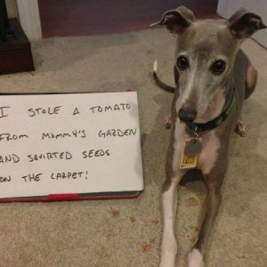 The Funniest Dog Shaming Photos (16)