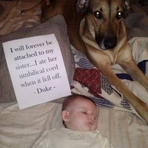 The Funniest Dog Shaming Photos (17)