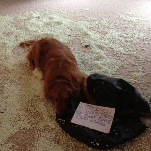 The Funniest Dog Shaming Photos (18)