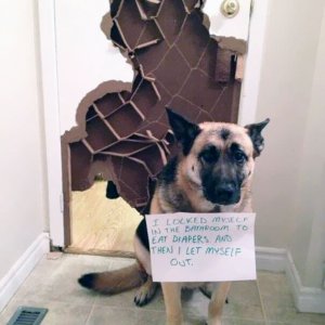 The Funniest Dog Shaming Photos (2)