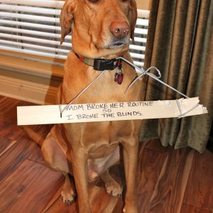 The Funniest Dog Shaming Photos (20)