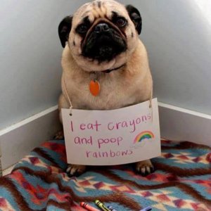 The Funniest Dog Shaming Photos (21)