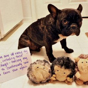 The Funniest Dog Shaming Photos (22)